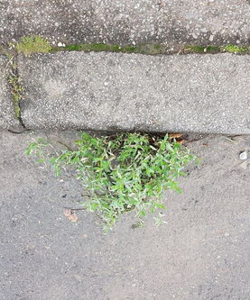 Grünes Sandkraut, thymianblättrig: Wächst aus der Ritze am Straßenrand.