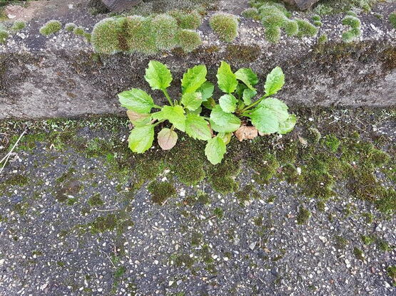 Unscheinbahres Pflänzchen der gewöhnliche Rainkohl am Straßenrand.