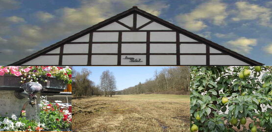 Dach eines Fachwerkhauses, Taube am Brunnen, große Landfläche und Bäume, Feigen zur Nahrung