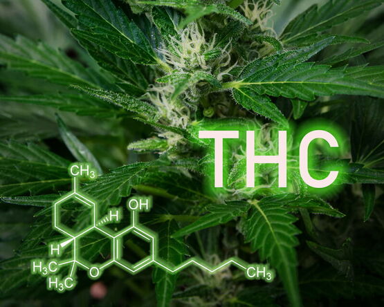 Cannabispflanze mit Blüten mit Summen‑ und Strukturformel des Moleküls THC (Tetrahydrocannabinol)