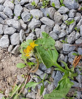 Zertretene Gämswurz, glebe Blüte, wächst aus dem Schotter.