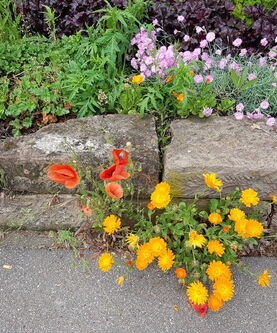 Ringelblume und Klatschmohn am Wegesrand vor Steinmauer.