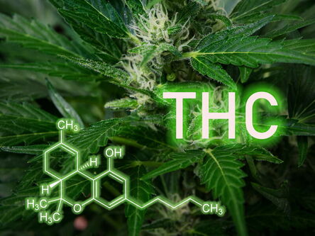 Cannabispflanze mit Blüten mit Summen‑ und Strukturformel des Moleküls THC (Tetrahydrocannabinol)