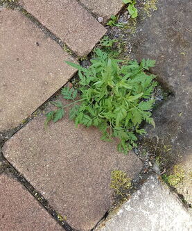 Der grüne Klettenkerbel wächst zwischen dem Pflaster hervor.