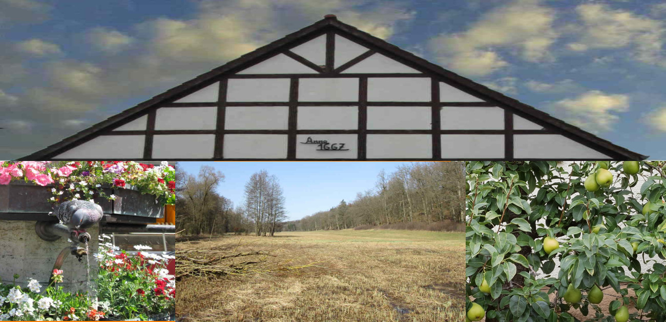 Dach eines Fachwerkhauses, Taube am Brunnen, große Landfläche und Bäume, Feigen zur Nahrung