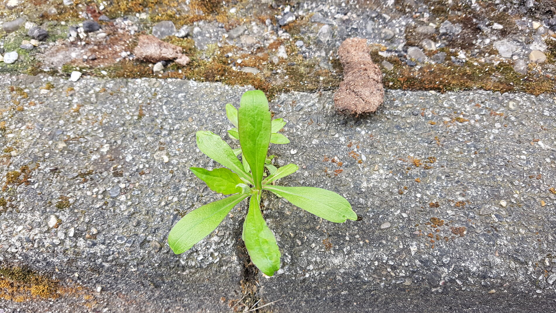 Das Kanadaberufkraut wächst zwischen zwei Pflastersteinen. Rechts daneben ein Hundekothaufen.