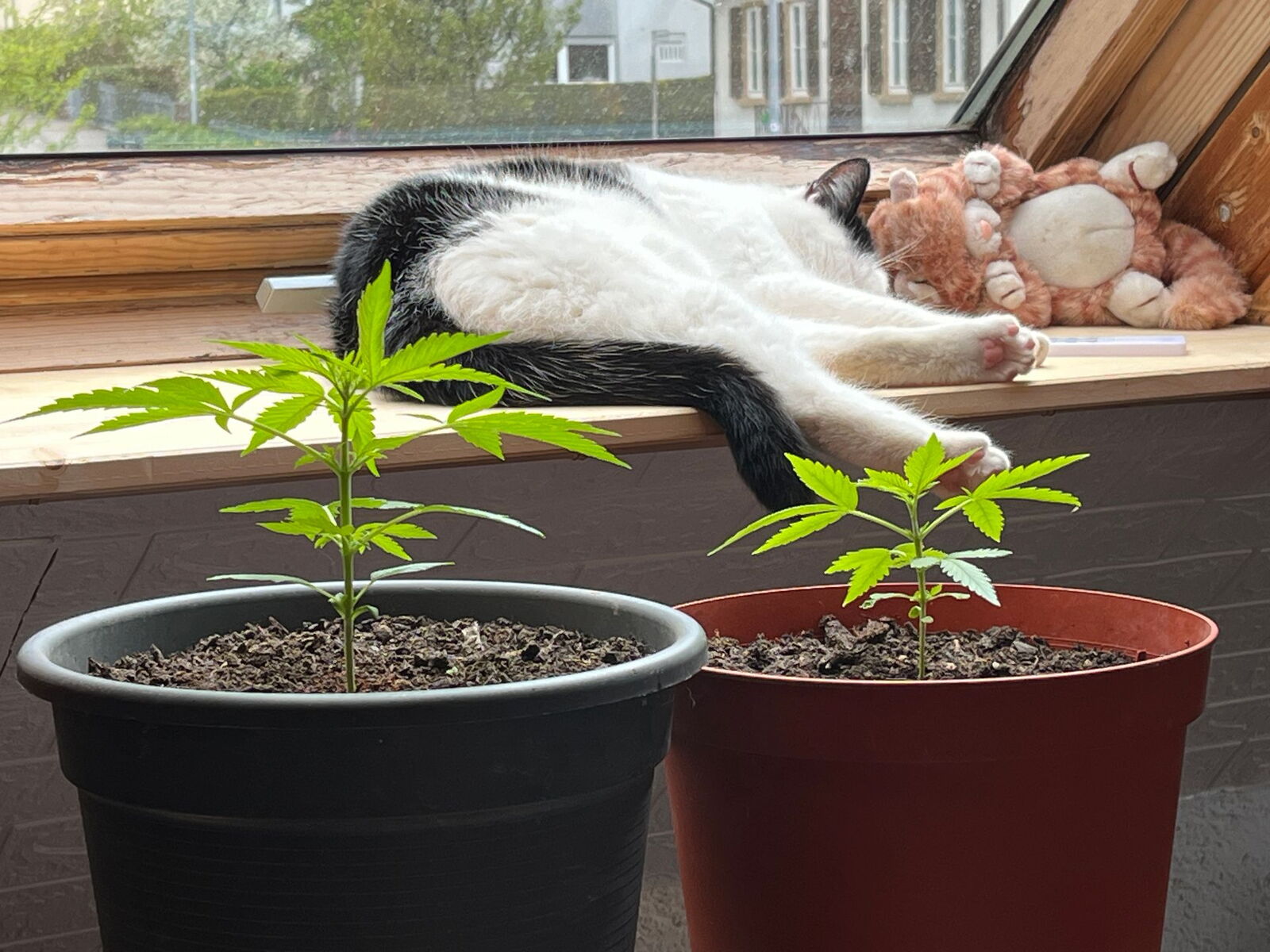 Zwei Cannabispflanzen am Fenster. Dahinter auf dem Fensterbrett schläft Kater Kara, neben der Stofftierkatze.